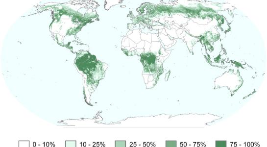 MODIS forest1