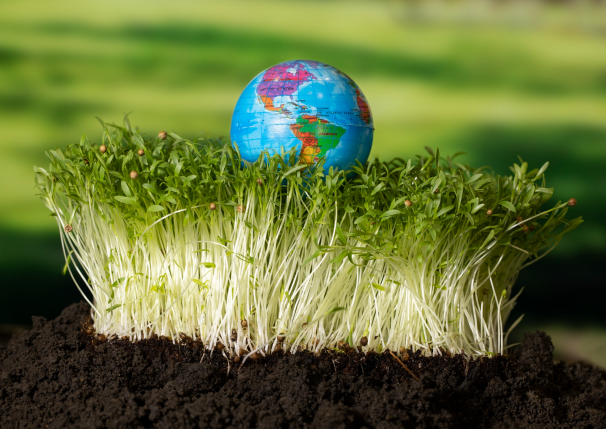 globe plant image
